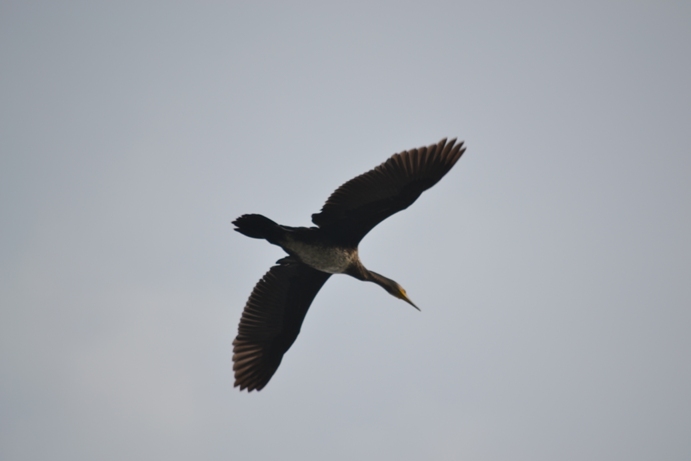 cormorano in volo